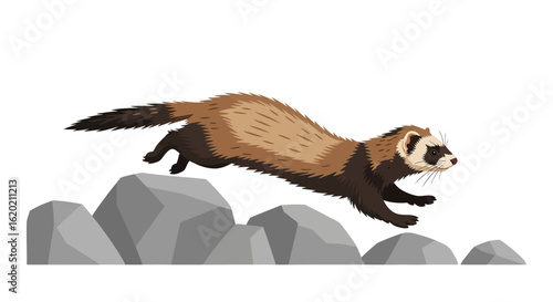 Wildlife illustration of a European polecat. Dynamic side profile of a brown and black furred polecat leaping gracefully over rocky terrain. Nature and wildlife concept.