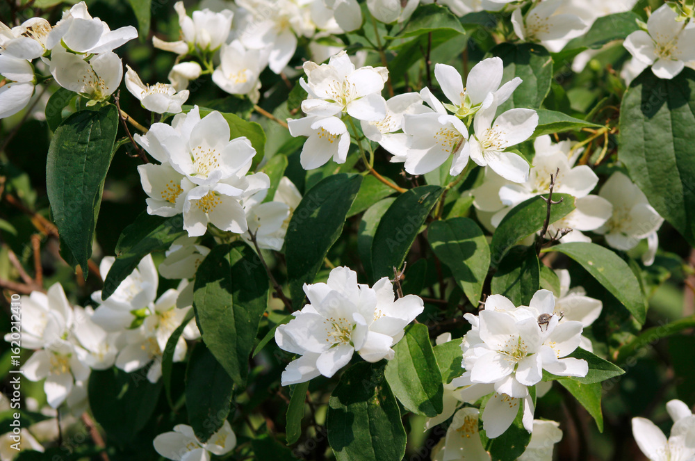 Fototapeta premium jasmine flowers on a bush