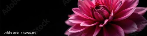 Dark chrome flower dahlia macro isolated on black, dahlia, close-up