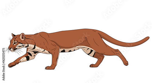 Wildlife illustration. Side profile of a jaguarundi in stalking pose showing detailed anatomy with spotted markings and elongated tail. South American feline species concept. Vector illustration.