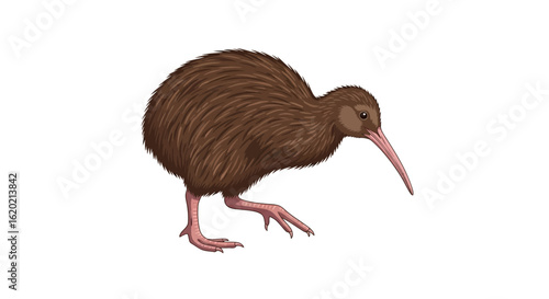 Kiwi bird illustration. Detailed depiction of brown flightless bird with elongated beak and textured plumage standing against white background. Wildlife and nature concept. Vector illustration.