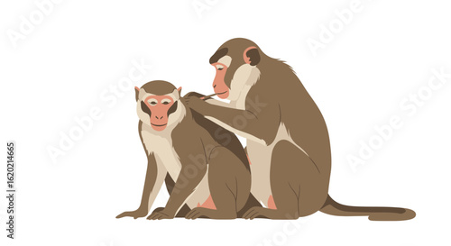 Monkey grooming illustration set. Two macaques engage in social grooming behavior, sitting closely on a white background, emphasizing natural interaction and wildlife behavior. Vector illustration.