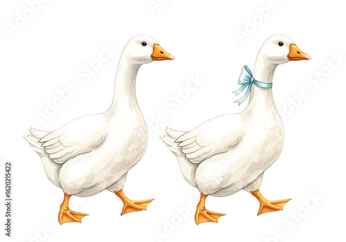 Watercolor illustration of two graceful white geese with a decorative sky blue bow Isolated on transparent background