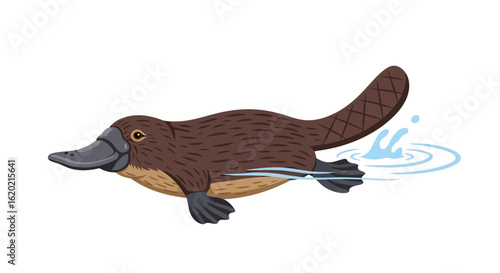 Platypus animal illustration. Detailed drawing of a swimming platypus with a textured tail, webbed feet, and rippling water effects. Wildlife and aquatic animal concept. Vector art.
