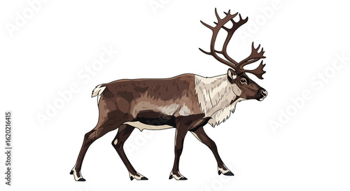 Wildlife illustration of a reindeer. Side profile of a walking reindeer with detailed fur texture, antlers, and realistic anatomy. Arctic fauna and animal behavior concept. Vector illustration.