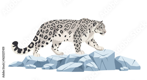 Snow leopard illustration. Detailed depiction of a snow leopard walking on rocky terrain with a focus on its spotted coat and natural habitat. Wildlife conservation concept.