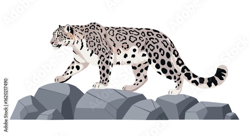 Snow leopard illustration. Wild feline walking gracefully on rocky terrain, showcasing detailed spotted fur pattern and long tail. Wildlife and conservation concept. Vector artwork.