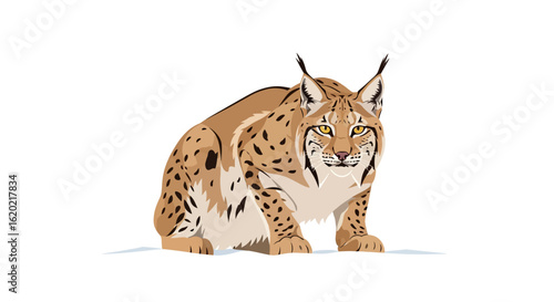 Wild lynx animal illustration. Detailed depiction of a crouching lynx with characteristic spotted fur, sharp ears, and intense gaze. Wildlife conservation concept. Vector drawing.