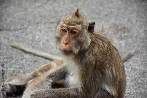Monkey with cute baby, mother and child sitting on branch at open zoo Thailand.