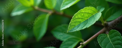 Wallpaper Mural Close-up of a single sage leaf on a vibrant green stem amidst a cluttered arrangement of leaves and twigs, sage, leaf Torontodigital.ca