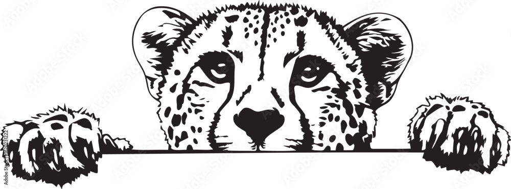 Obraz premium peeking cheetah with paws