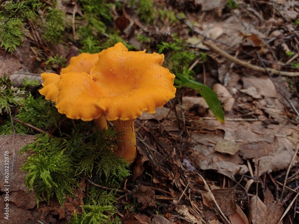 Close up of a delicious chanterelle mushroom in a forest in august. Close up of a delicious chanterelle mushroom in a forest in august.