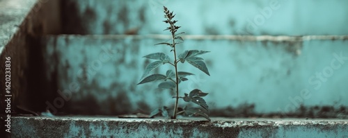 Plant sprouting concrete stairs; urban nature