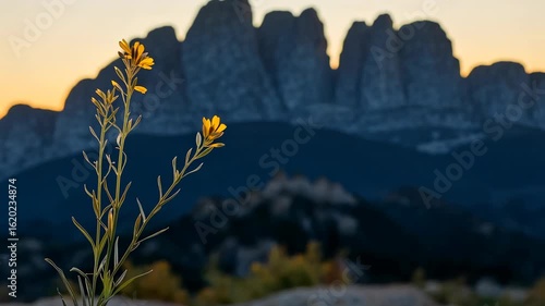 Golden Hour Bloom: Wildflower Silhouetted Against Mountain Sunrise