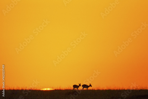 View of silhouetted antelopes grace the horizon beneath a vibrant, fiery sunset, casting long shadows across the Kenyan plains, Narok, Narok, Kenya.