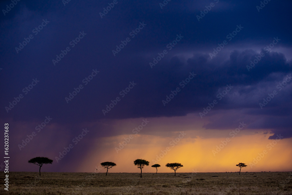 View of a golden sunset breaking through stormy clouds over a savanna dotted with acacia trees, a scene of dramatic beauty, Narok, Narok, Kenya. View of a golden sunset breaking through stormy clouds over a savanna dotted with acacia trees, a scene of dramatic beauty, Narok, Narok, Kenya.
