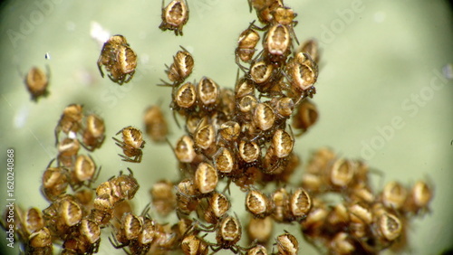 Tableau sur toile Orb weaver hatchlings in a web in Cotacachi, Ecuador