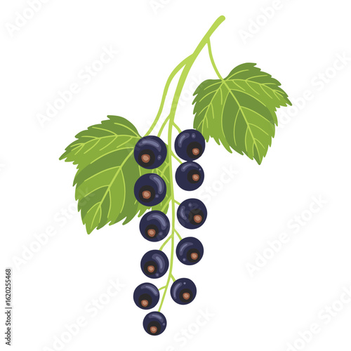 Set of black berries flat isolated on white background. Branch of black currant vector with green leaves. Ripe currant vector, healthy blueberries clip art. Hand drawn wild berry summer fruit drawing