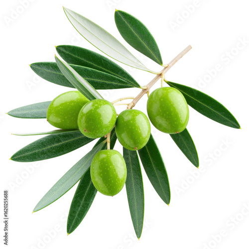 Wallpaper Mural olive branch isolated on white and transparent background. Torontodigital.ca
