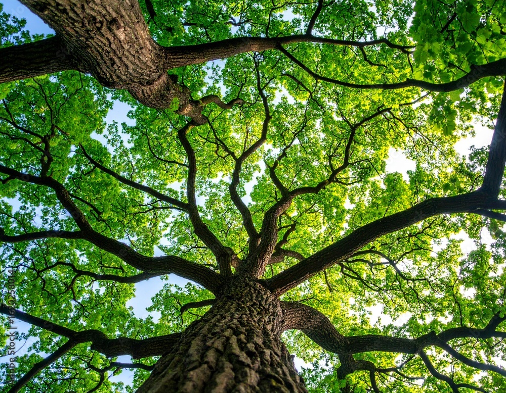 Fototapeta premium Looking up at tall tree with sprawling green branches
