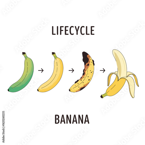 Banana Lifecycle Stages