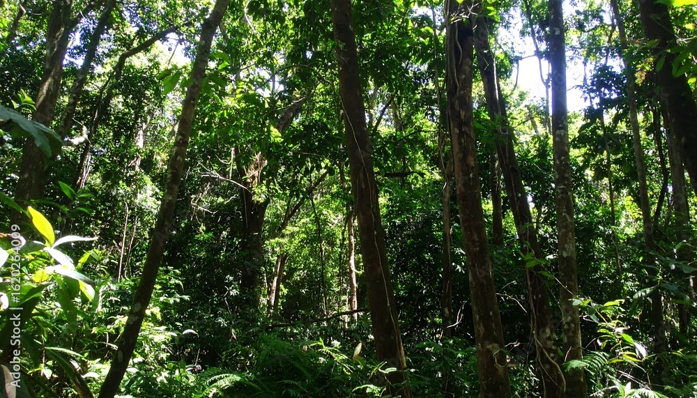 Naklejka premium Sunlit Canopy: Towering Trees and Lush Undergrowth in a Tropical Forest