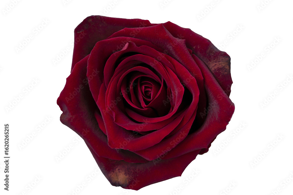 Naklejka premium Close-up of a beautiful red rose, flower head, symbol of love and relationships, high resolution, isolated object on transparent background, png