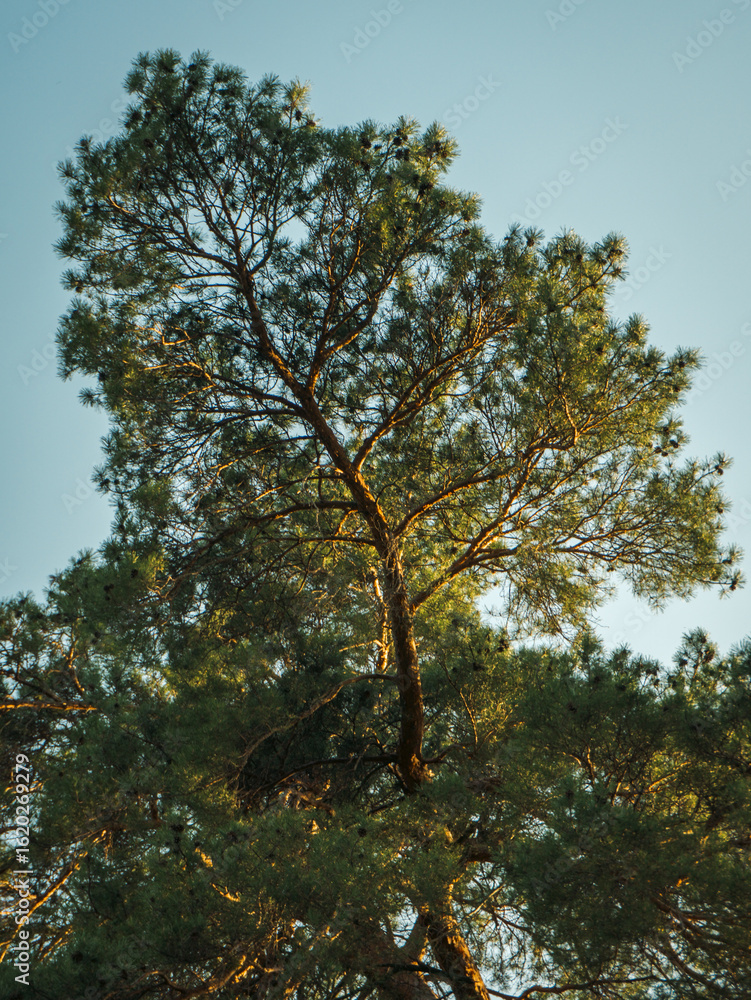 Fototapeta premium Towering Pine Tree Reaching for the Sky
