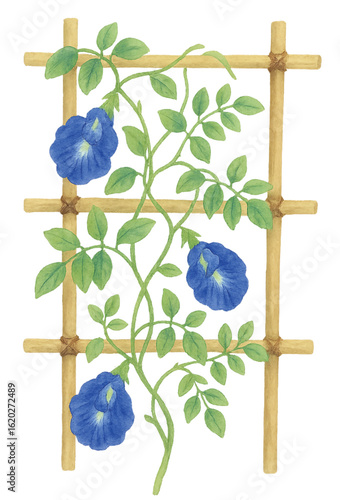 Butterfly Pea Vine on Bamboo Trellis Watercolor PNG