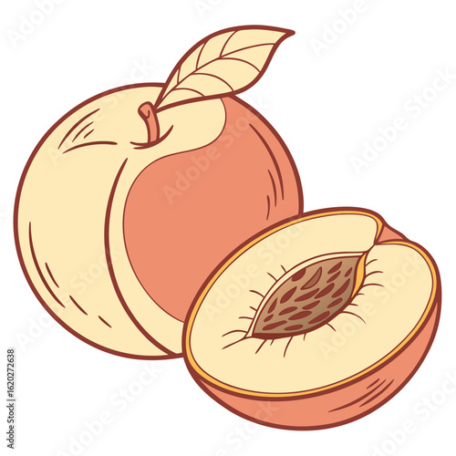 Fresh juicy nectarine illustration on white background for organic designs