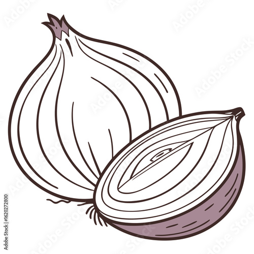 Raw onion bulb vector on white background for kitchen ingredient graphics