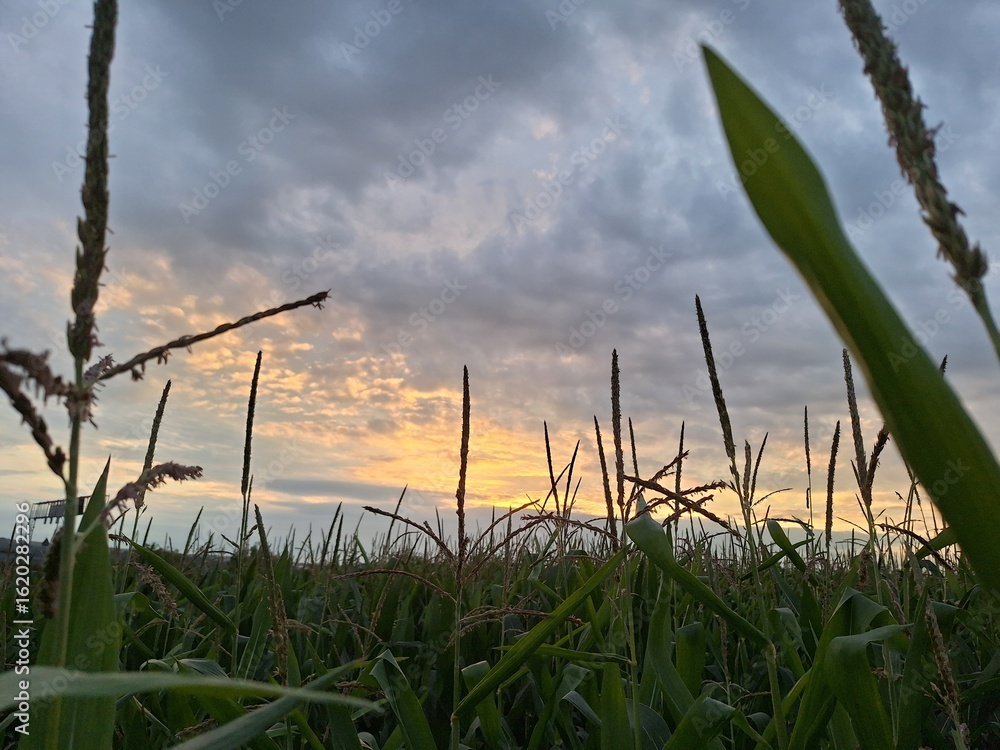 Fototapeta premium grass and sky