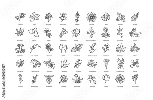 Herbs collection. Medical healthy herbs and flowers