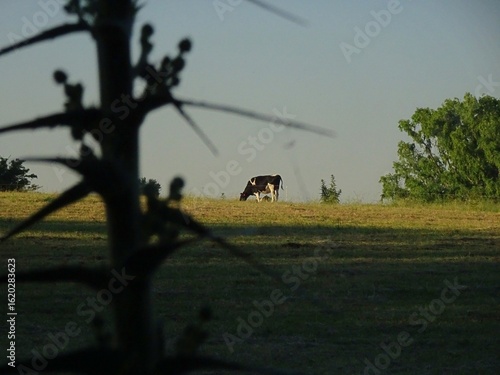 Canvastavla Vaca Holando lechera en el campo
