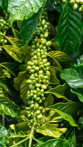 coffee bean tree