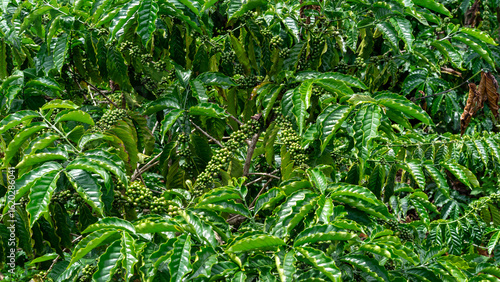 Coffee Cherry