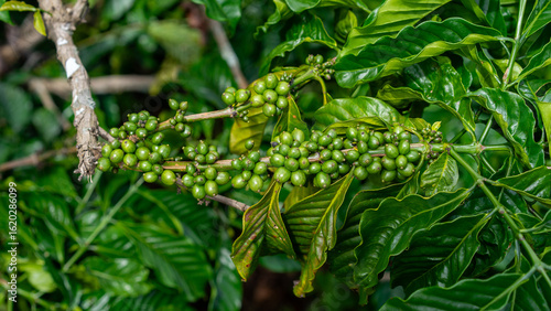 Coffee Cherry