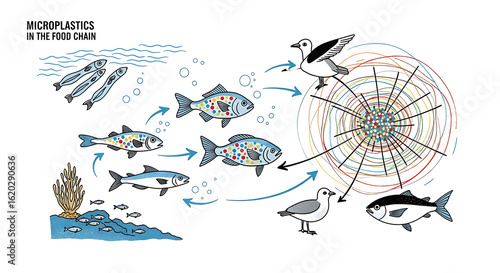 An illustrated diagram depicting the harmful microplastics' journey through the marine food chain, impacting various species.