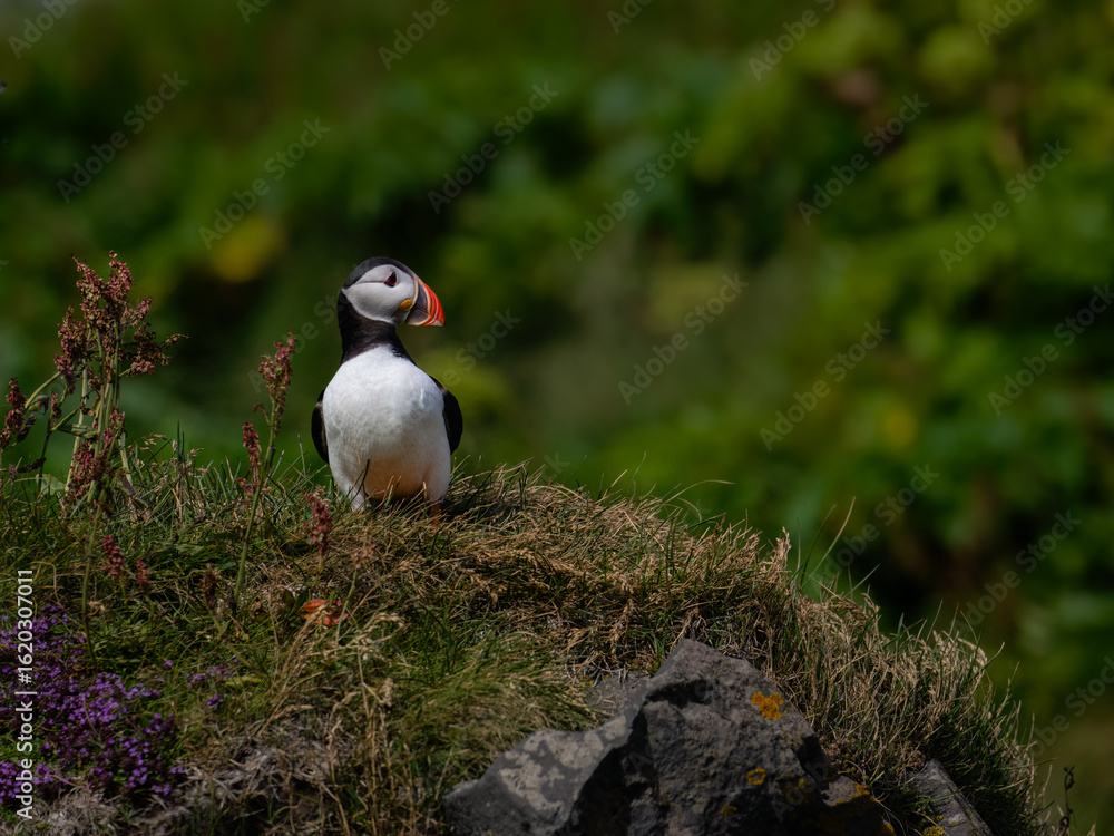 Fototapeta premium Atlantic Puffin Standing on Coastal Cliff in Natural Habitat