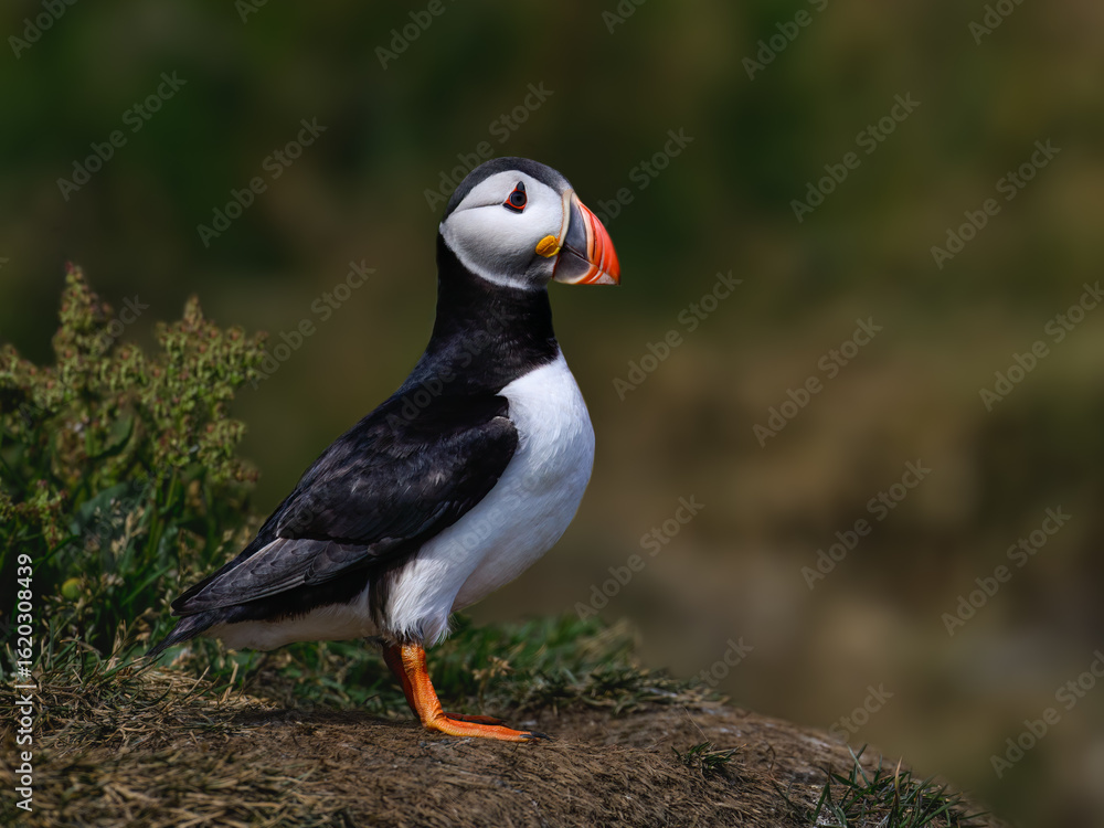 Atlantic Puffin Standing on Coastal Cliff with Flowers in Background Atlantic Puffin Standing on Coastal Cliff with Flowers in Background