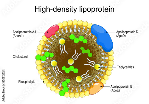 High-density lipoprotein. HDL