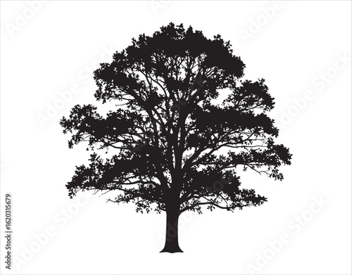 The natural shape of an oak tree against a white backdrop. Vector illustration

