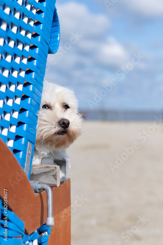 Malteser schaut aus dem Strandkorb