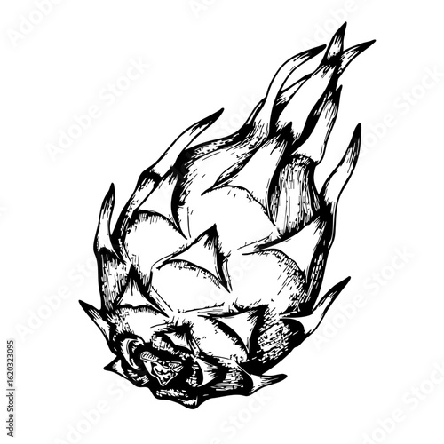 Vintage sketch of a dragon fruit with intricate line details  