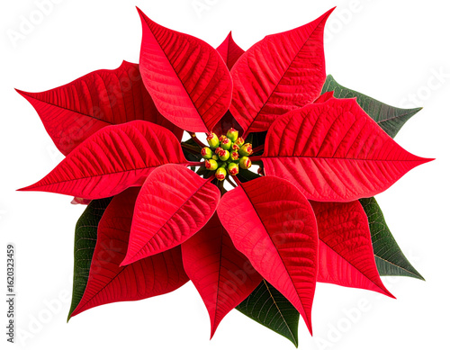 Bright red poinsettia flower with detailed petals and green leaves isolated on transparent background PNG (2)