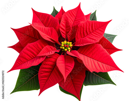 Bright red poinsettia flower with detailed petals and green leaves isolated on transparent background PNG