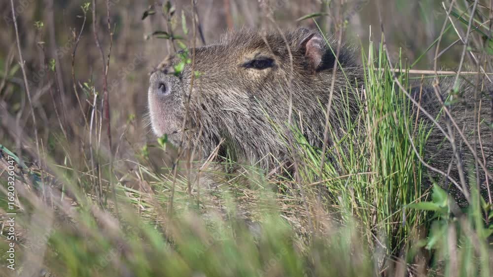 Capybara partially hidden in tall reeds, motionless with head exposed ...