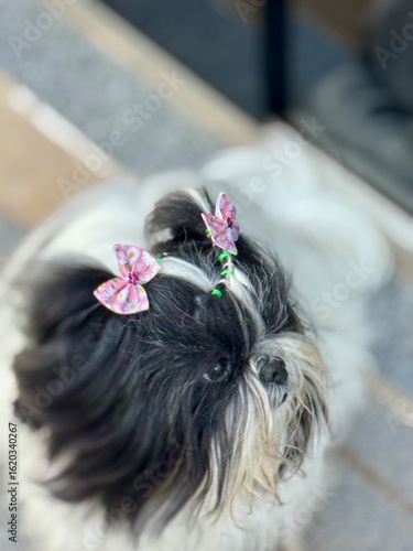 portrait of a dog