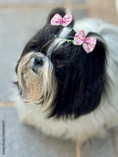 portrait of a small dog