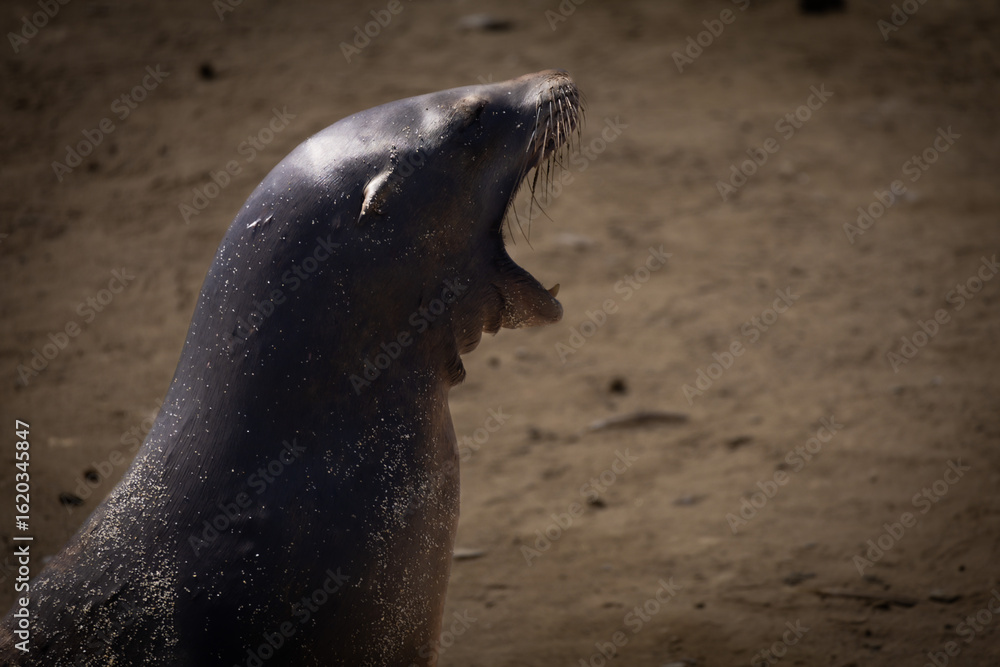 Fototapeta premium sea lion on the beach